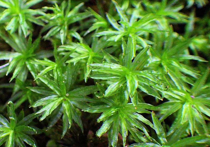 Atrichum crispum